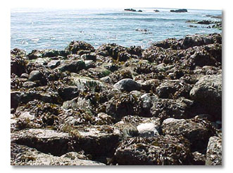 photos Juan de Fuca Marine Trail pictures