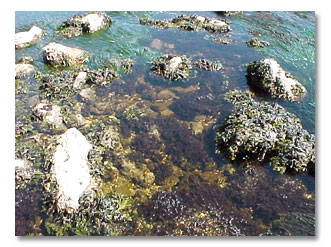 photos Juan de Fuca Marine Trail pictures