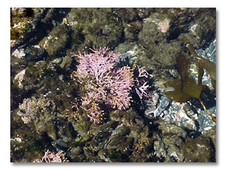 photos Juan de Fuca Marine Trail pictures