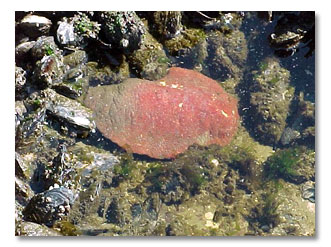photos Juan de Fuca Marine Trail pictures