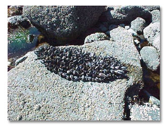 photos Juan de Fuca Marine Trail pictures